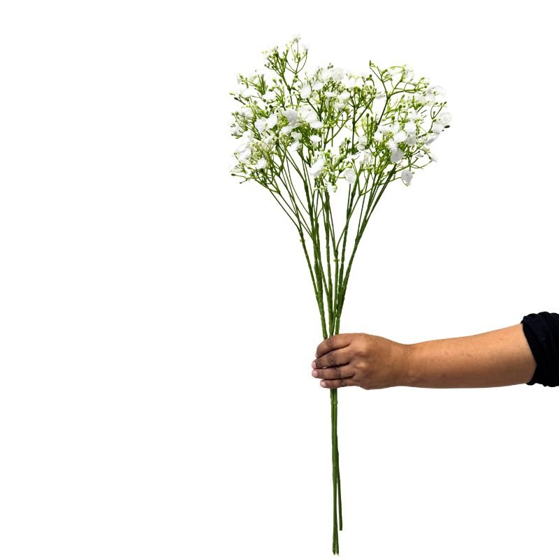 Hand holding a bouquet of white flowers with green stems on a white background