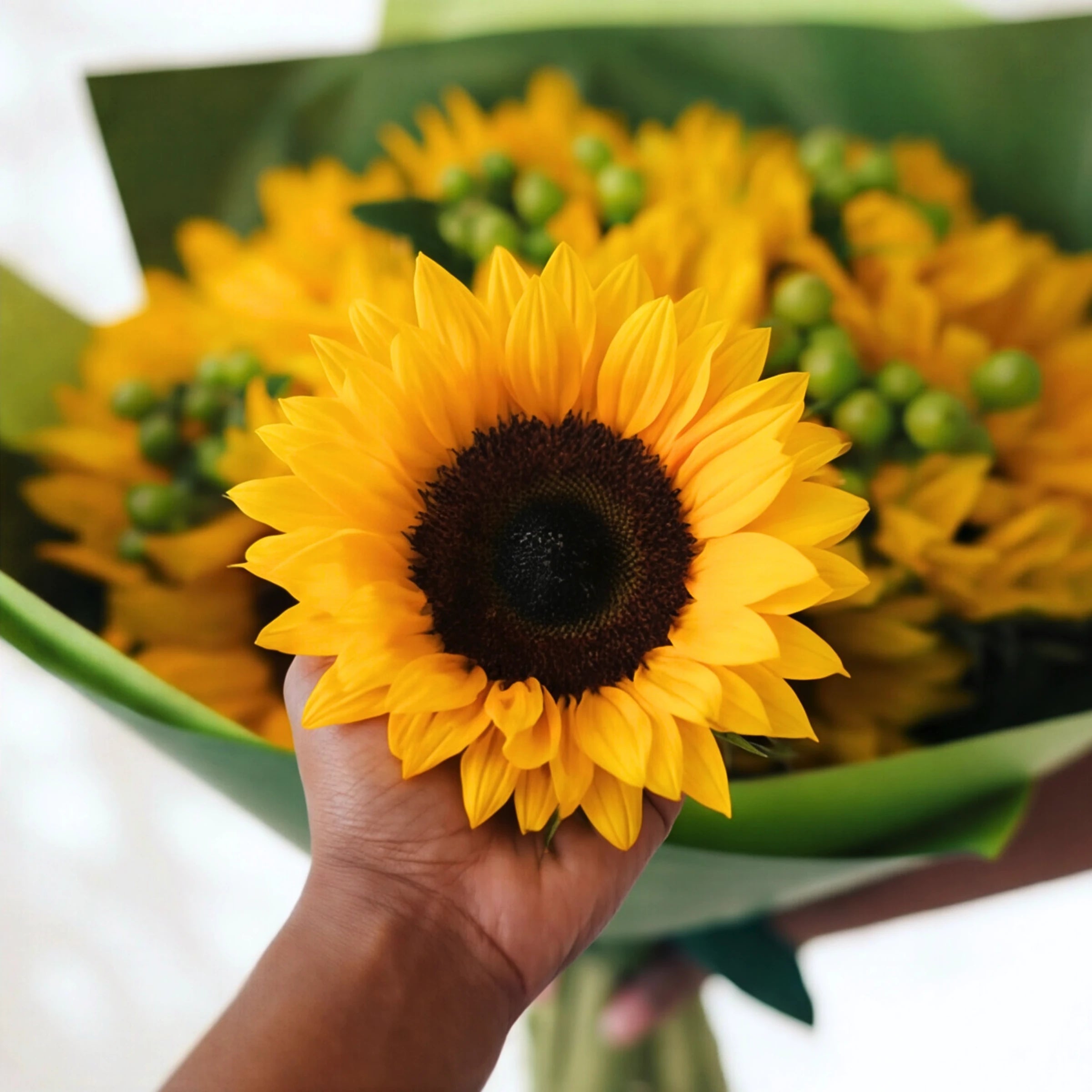 Close-up of a single sunflower in front of the Here Comes the Sun bunch