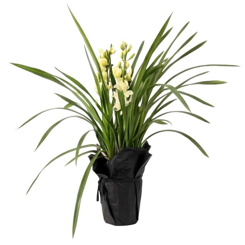 White Cymbidium Ivory Cascade orchid plant with two flowering spikes of soft cream-white blooms among lush dark green arching foliage, wrapped in black paper, same-day Cape Town delivery | Fabulous Flowers