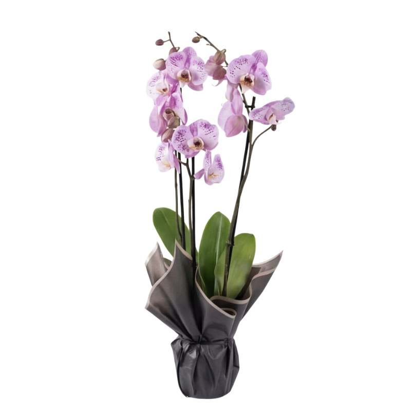 Lilac speckle Phalaenopsis orchid plant with 3 flowering spikes, gift-wrapped in charcoal-grey and black paper with blush-pink trim, same-day Cape Town delivery | Fabulous Flowers