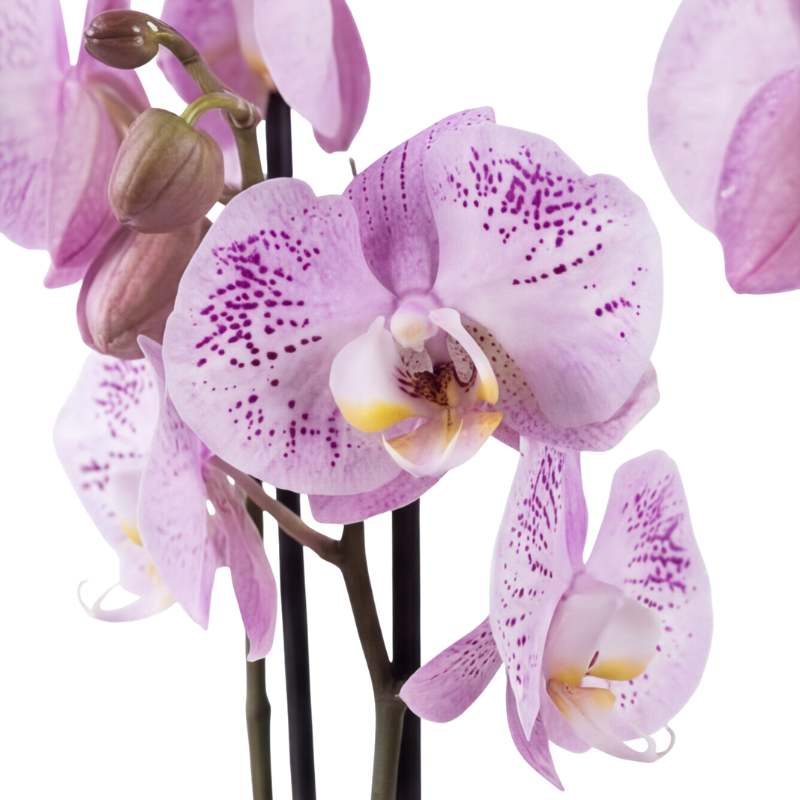 Lilac Speckle Phalaenopsis 70cm 3-Spike - detail view