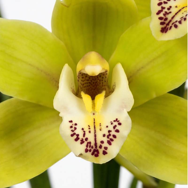Close-up of green Cymbidium orchid bloom showing chartreuse-lime petals with cream-white lip speckled in burgundy-maroon dots and golden-yellow throat, rare Amsterdam import | Fabulous Flowers