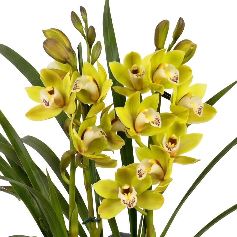 Cluster of green Cymbidium orchid blooms and unopened buds on two flowering spikes, vivid lime-green petals with cream speckled lips, limited edition orchid plant | Fabulous Flowers