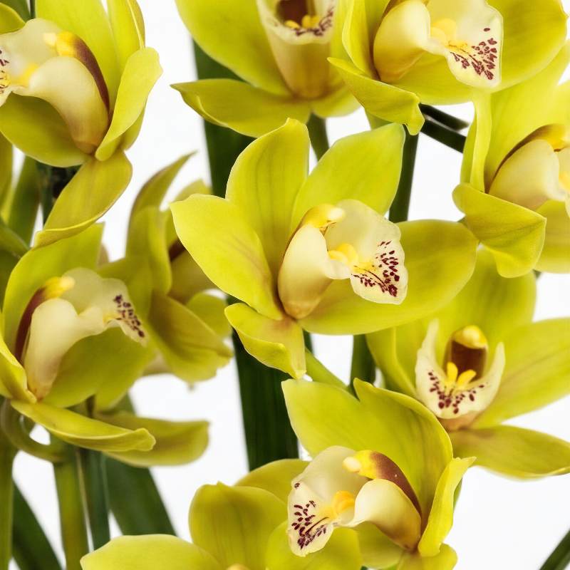 Multiple Cymbidium orchid flowers in bright chartreuse-green with cream-white lips marked by burgundy freckles and yellow accents, imported orchid delivery South Africa | Fabulous Flowers