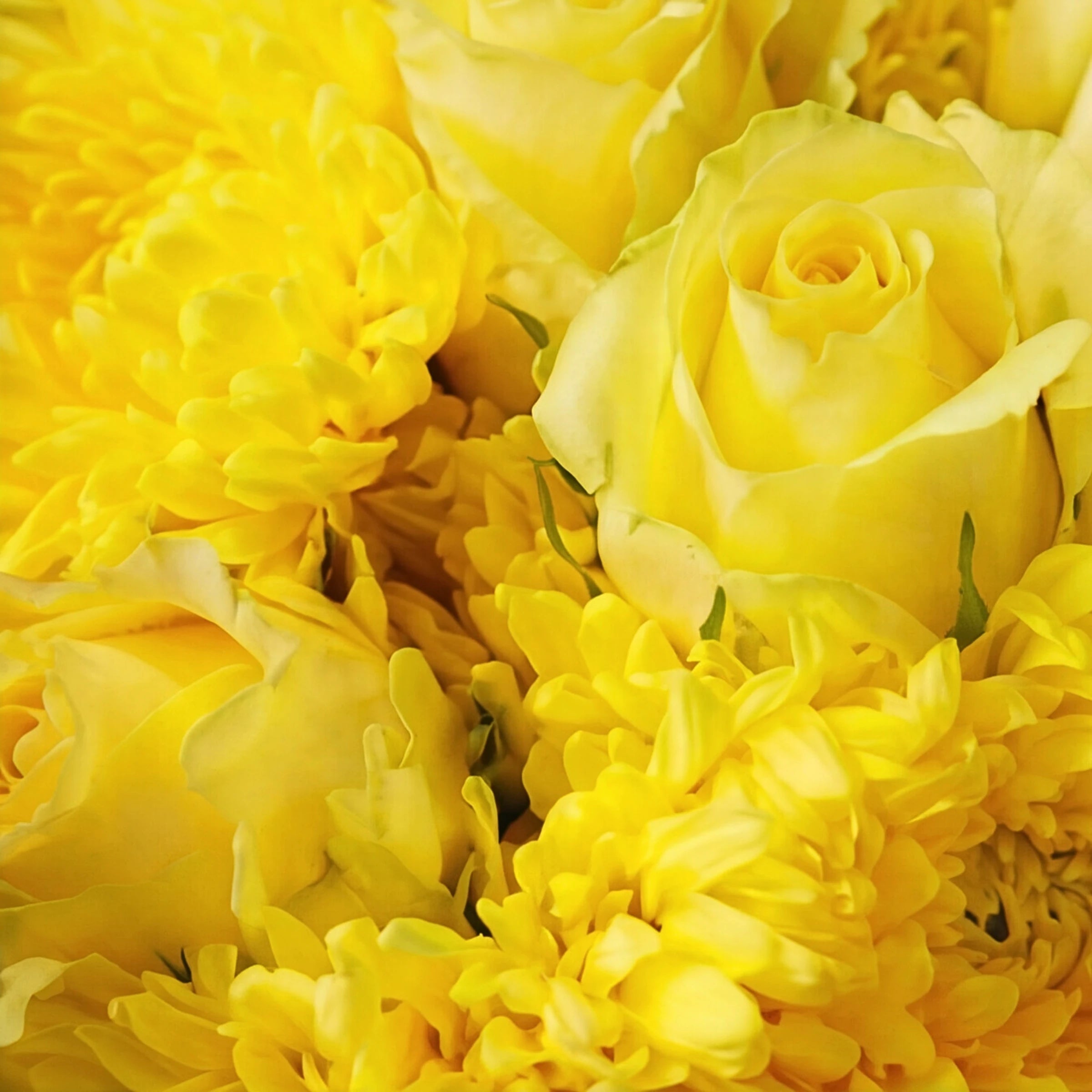 Close-up of the Limoncello bouquet, bright yellow roses and shaggy yellow chrysanthemums packed together
