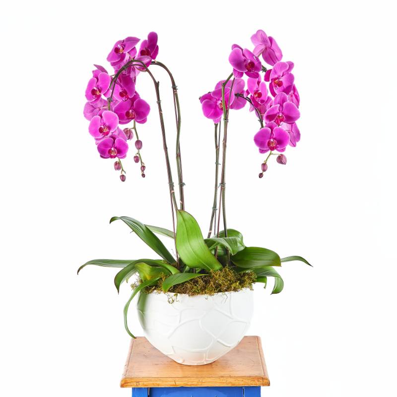 Potted orchid with pink flowers on a white background