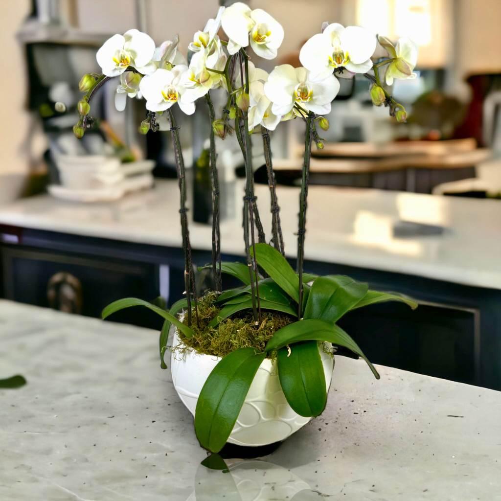 Potted orchids in a modern kitchen setting - Fabulous Flowers
