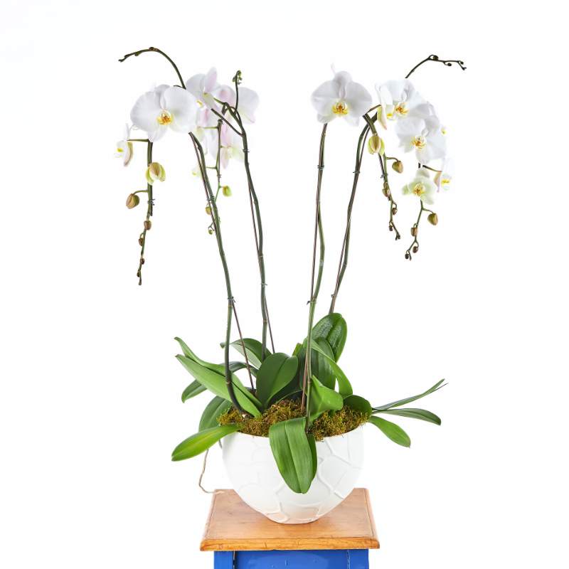 White orchid plant in a white pot on a wooden stand with a white background