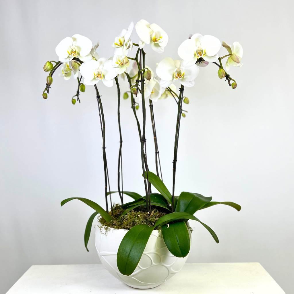 6 luxury white orchids potted in a beautiful planter container for same day delivery in Cape Town - Fabulous Flowers