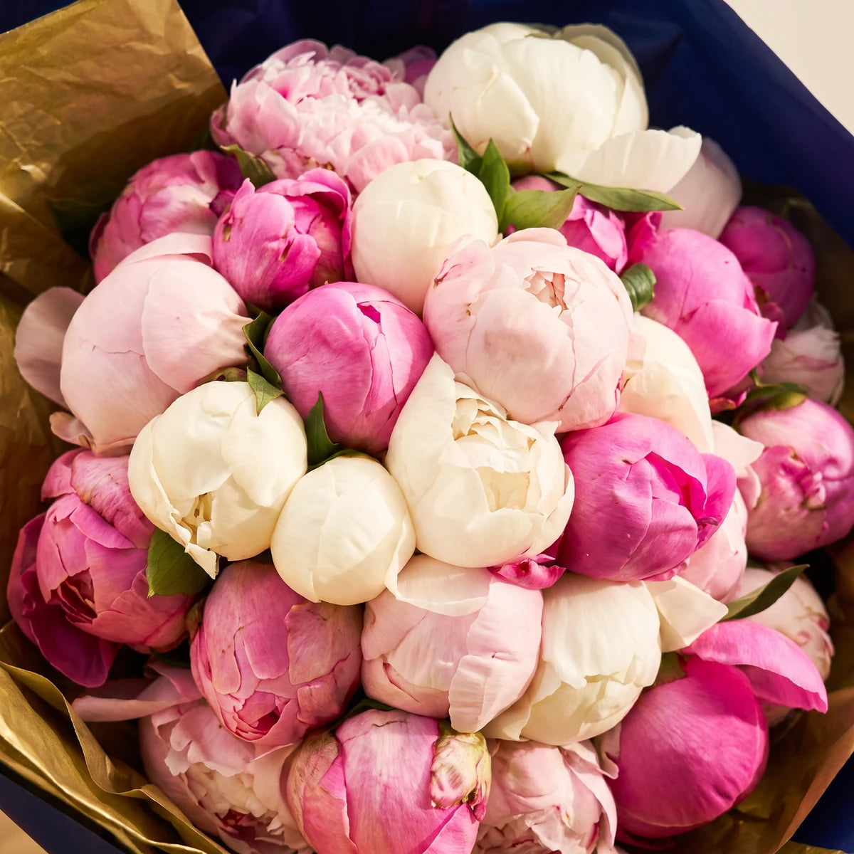 Close-up of export quality pink, blush and white peony buds in a luxury peony bouquet