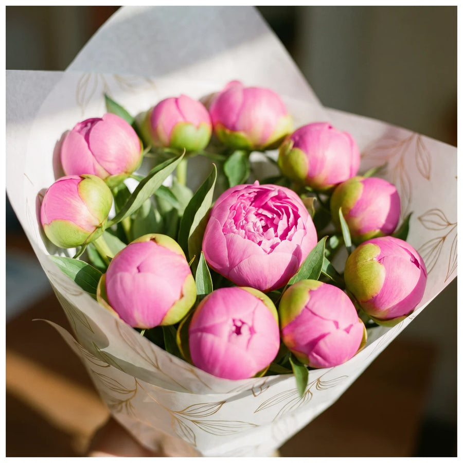 Close-up of rose pink Monsieur Jules Elie peony buds with green tips and one bloom starting to open, inside gold leaf print wrapping, Fabulous Flowers South Africa