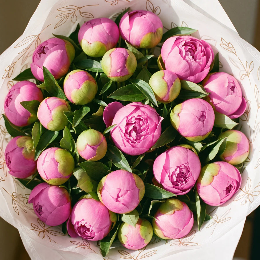 Close-up from above of twenty rose pink Monsieur Jules Elie peonies, green-tipped buds and opening blooms among green leaves, Fabulous Flowers South Africa