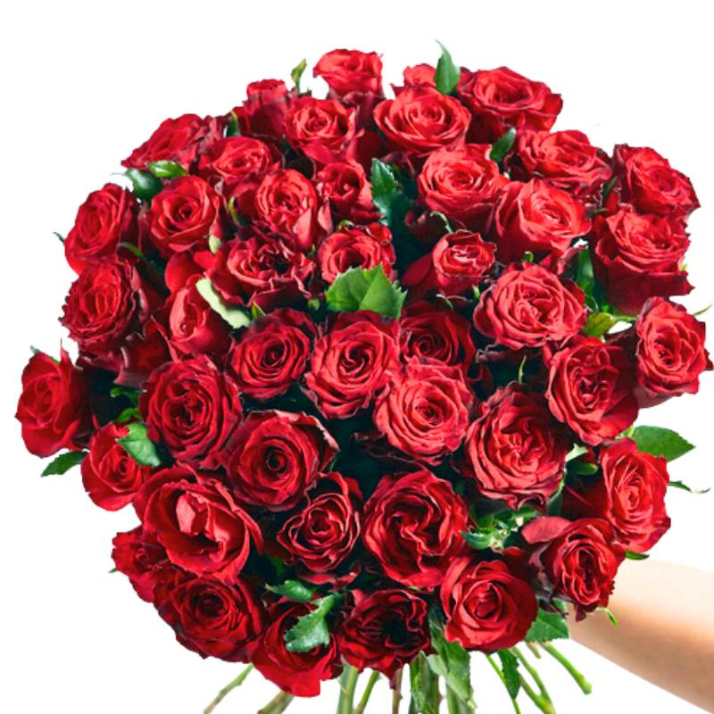 Bouquet of 50 red roses held by a hand on a white background