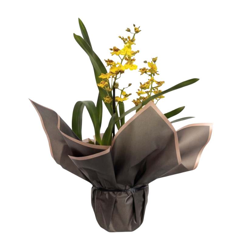 Yellow Oncidium orchid flowering spikes with clusters of golden dancing lady blooms and chocolate-brown markings, buds developing, limited edition orchid plant | Fabulous Flowers
