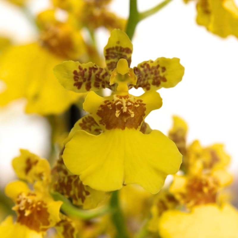 Close-up of yellow Oncidium dancing lady orchid bloom showing bright golden-yellow ruffled petals with chocolate-brown tiger markings at the centre, rare Amsterdam import | Fabulous Flowers