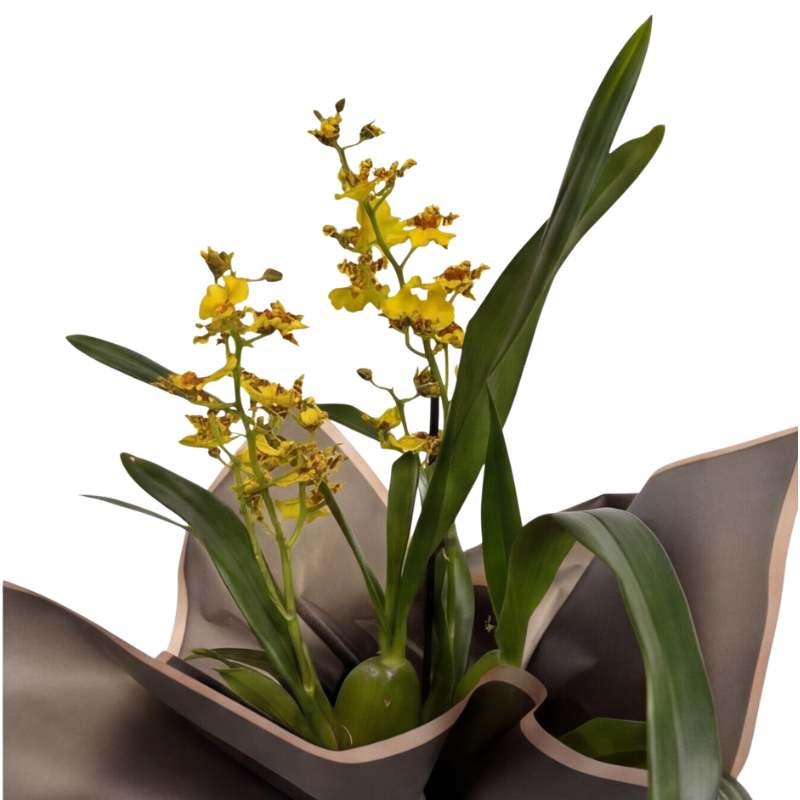 Yellow Oncidium dancing lady orchid plant with two flowering spikes, elegantly wrapped in charcoal-grey paper with blush-pink trim, same-day Cape Town delivery | Fabulous Flowers
