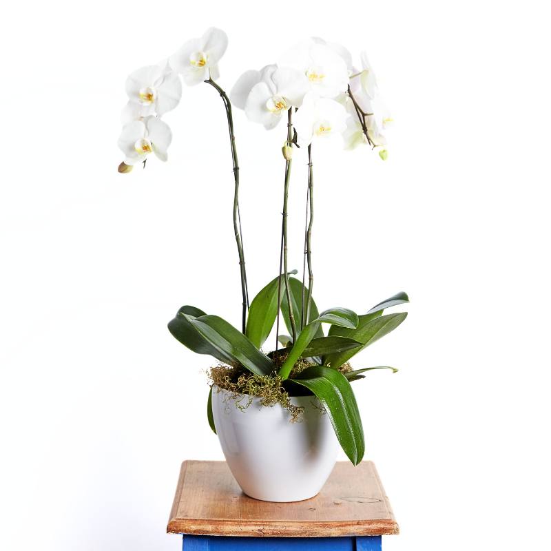 White orchid in a pot on a wooden stand with a white background