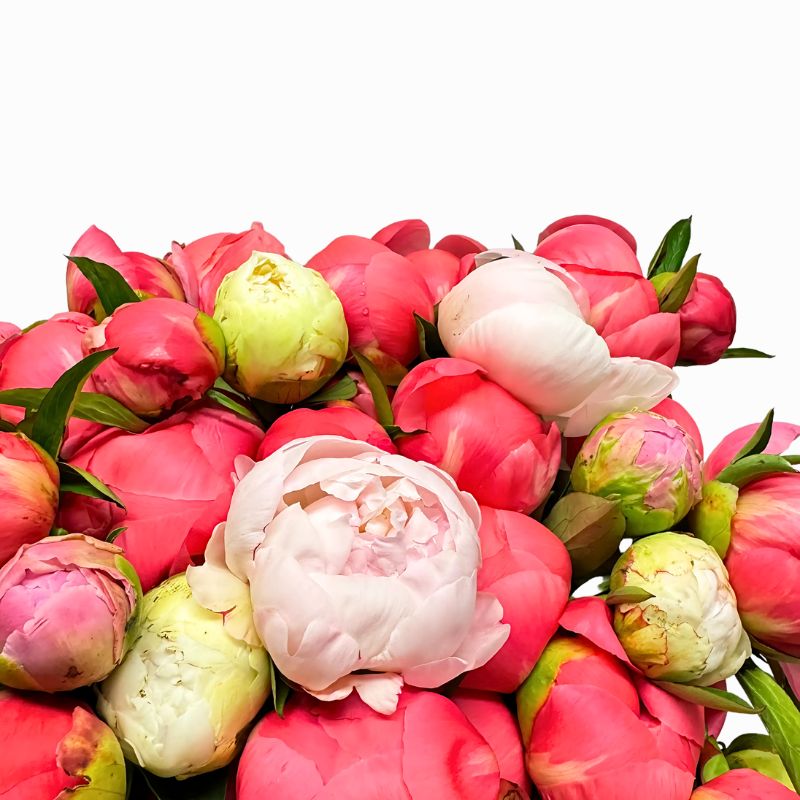 Peony Parade - alternate view