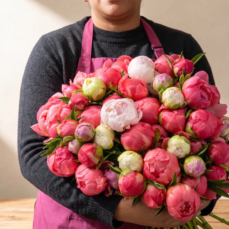 Florist in a pink apron holding a large armful of coral, pink and blush peonies
