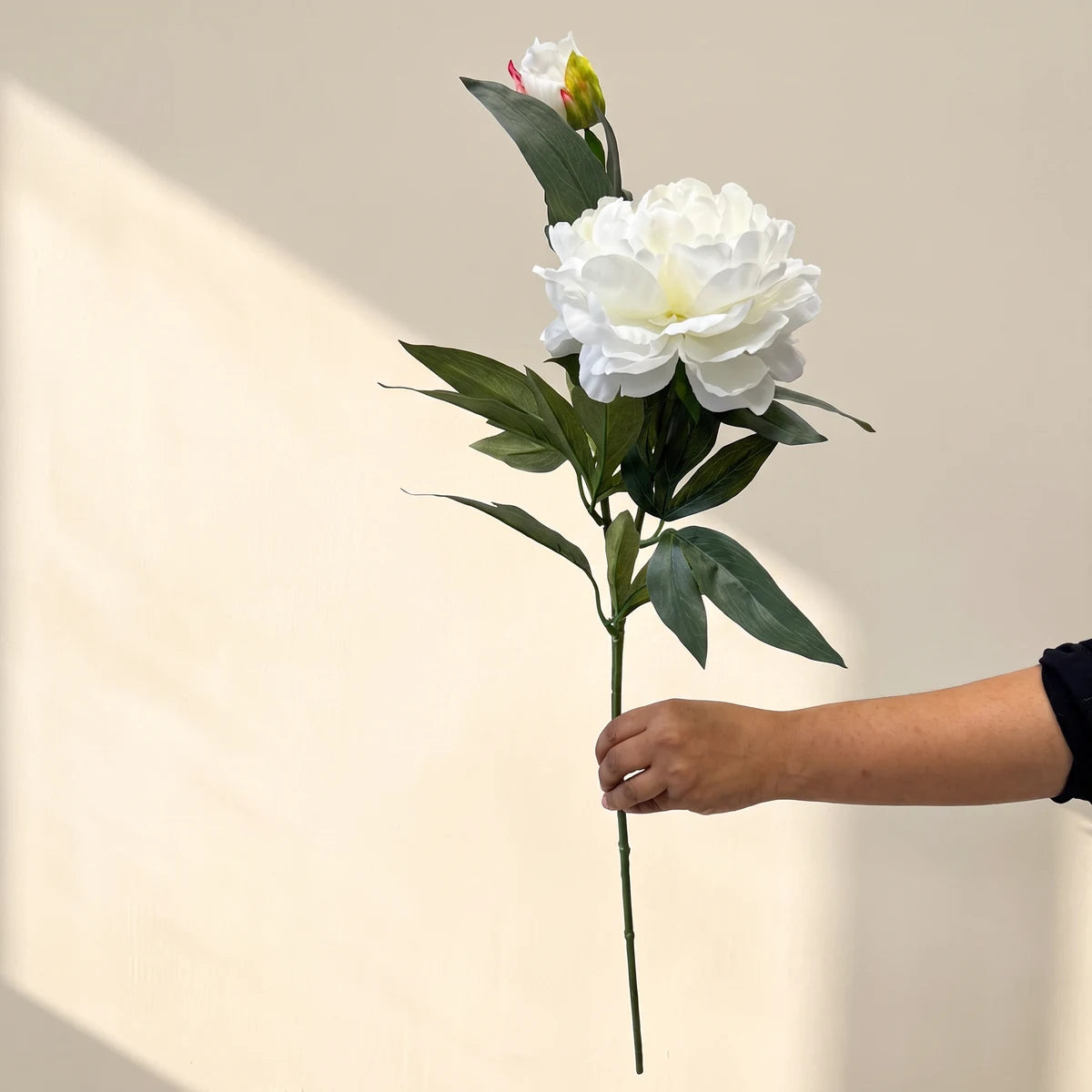 Single white silk peony stem held out against a cream wall