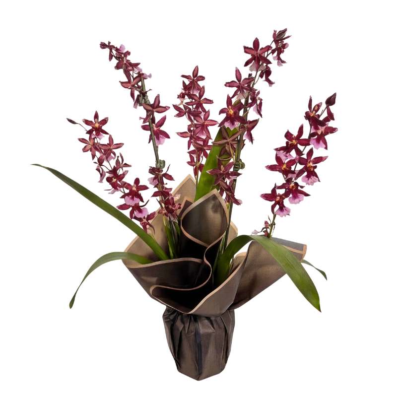 Oncidium hybrid orchid plant with two spikes of deep burgundy star-shaped blooms and lavender-white lips, gift-wrapped in charcoal-grey paper with blush-pink trim, same-day Cape Town delivery | Fabulous Flower
