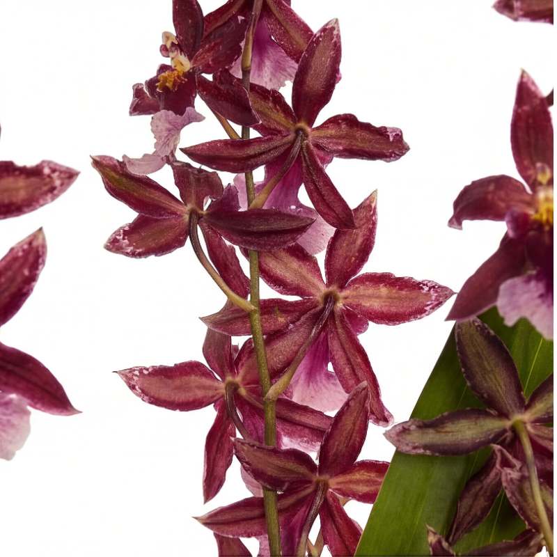 Oncidium orchid flowering spike with cascading star-shaped burgundy blooms and pink-speckled petals, limited edition dancing lady orchid plant | Fabulous Flowers