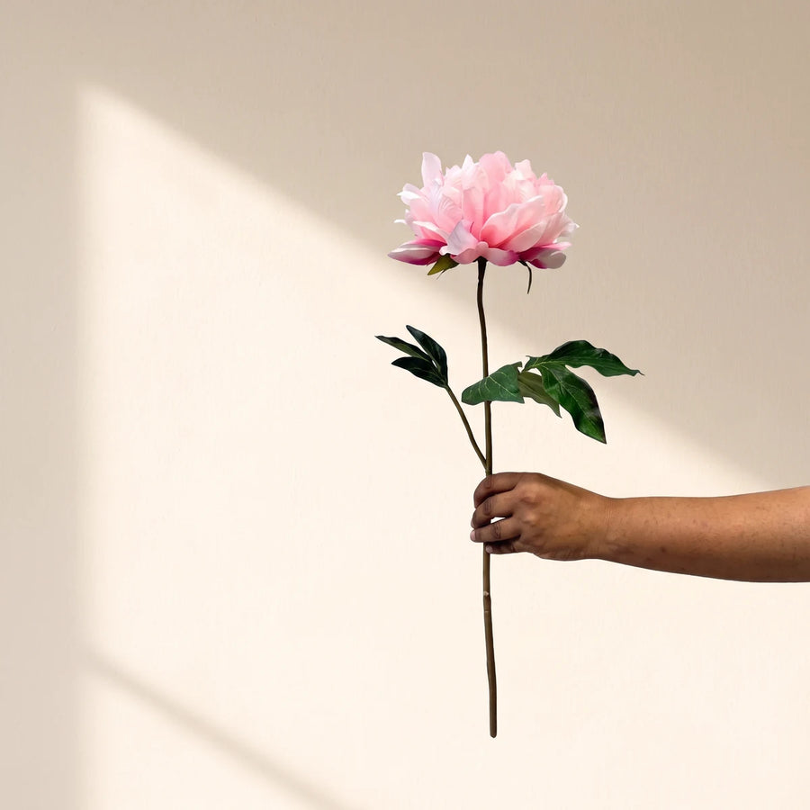 Single pink silk peony stem held out against a cream wall