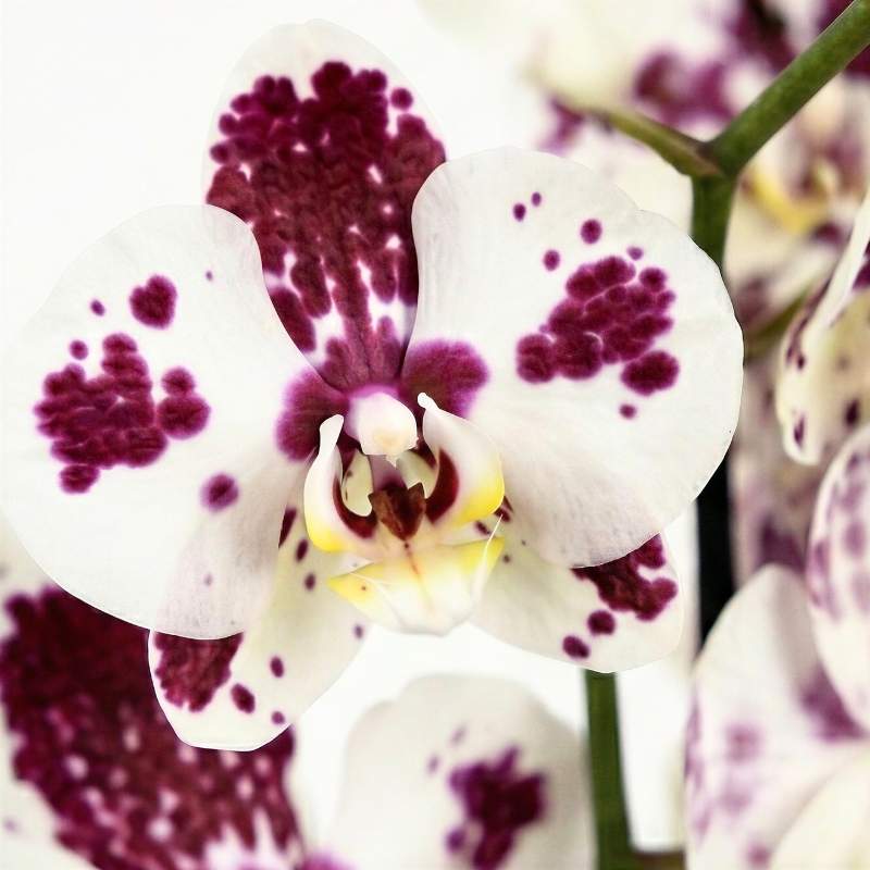 Close-up of polka dot Phalaenopsis orchid bloom showing creamy white petals with irregular purple-plum spots and yellow centre, limited edition Amsterdam import