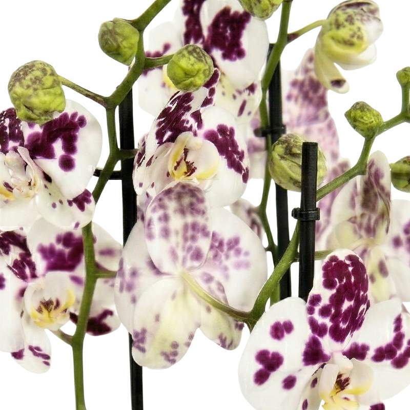 Spotted Phalaenopsis orchid blooms and purple-speckled green buds on three flowering spikes, rare orchid plant gift South Africa