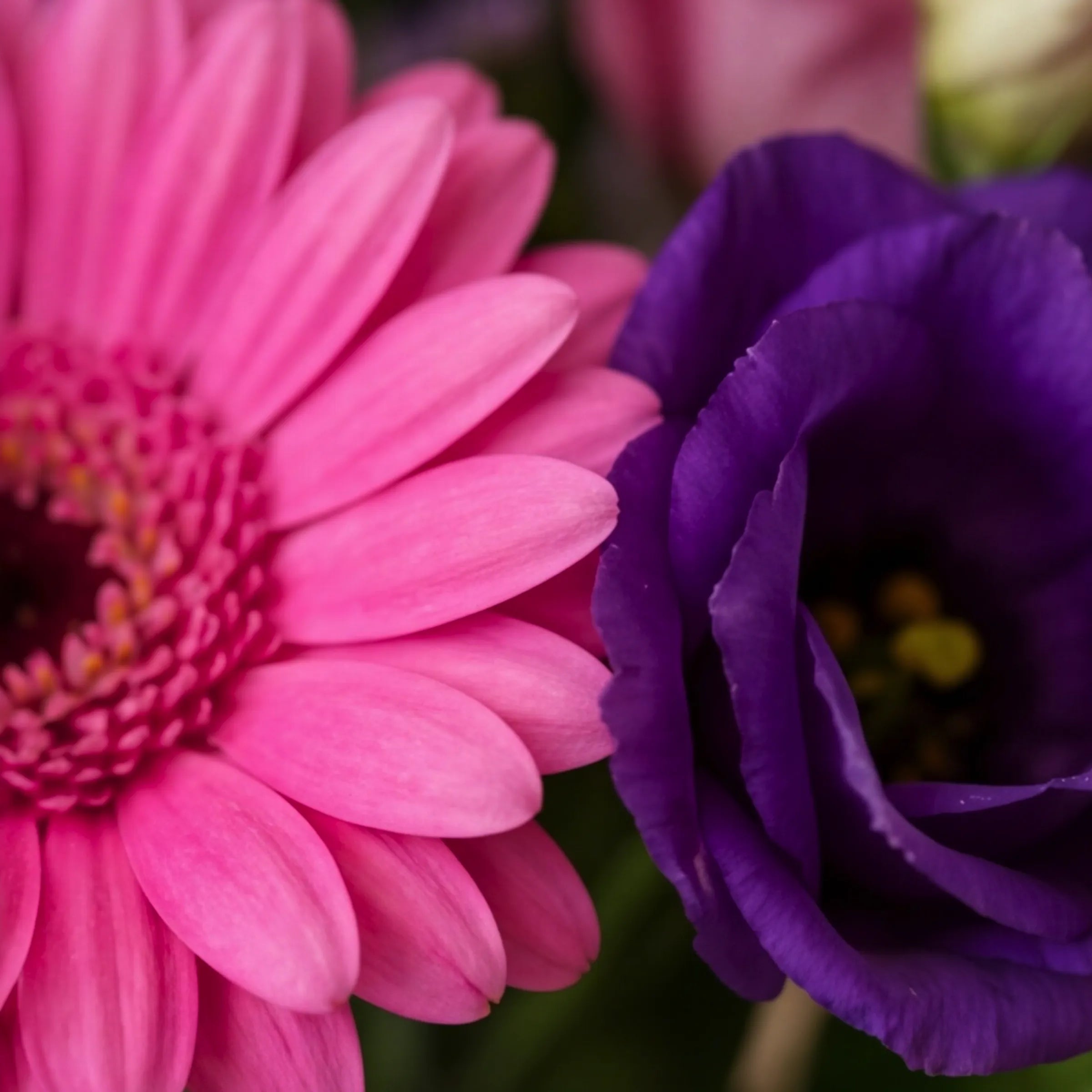 Macro detail of hot pink gerbera daisy and deep purple lisianthus bloom in the Pretty in Pink and Purple arrangement