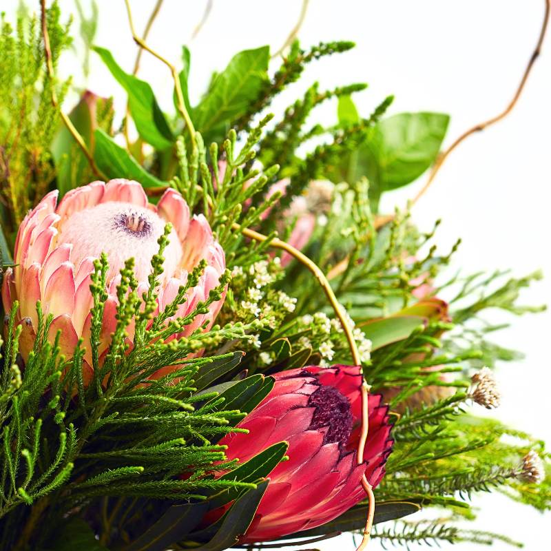 Close-up of pink protea flowers and greenery with a blurred background
