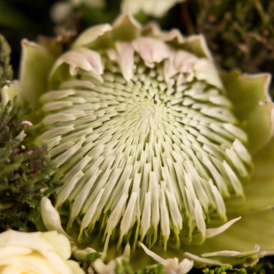 A close-up of a protea flower with pale green and white radiating petals, surrounded by other flowers and greenery.