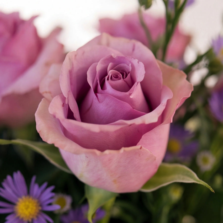Macro close-up of a dusky mauve lavender rose and purple aster from the Provence arrangement