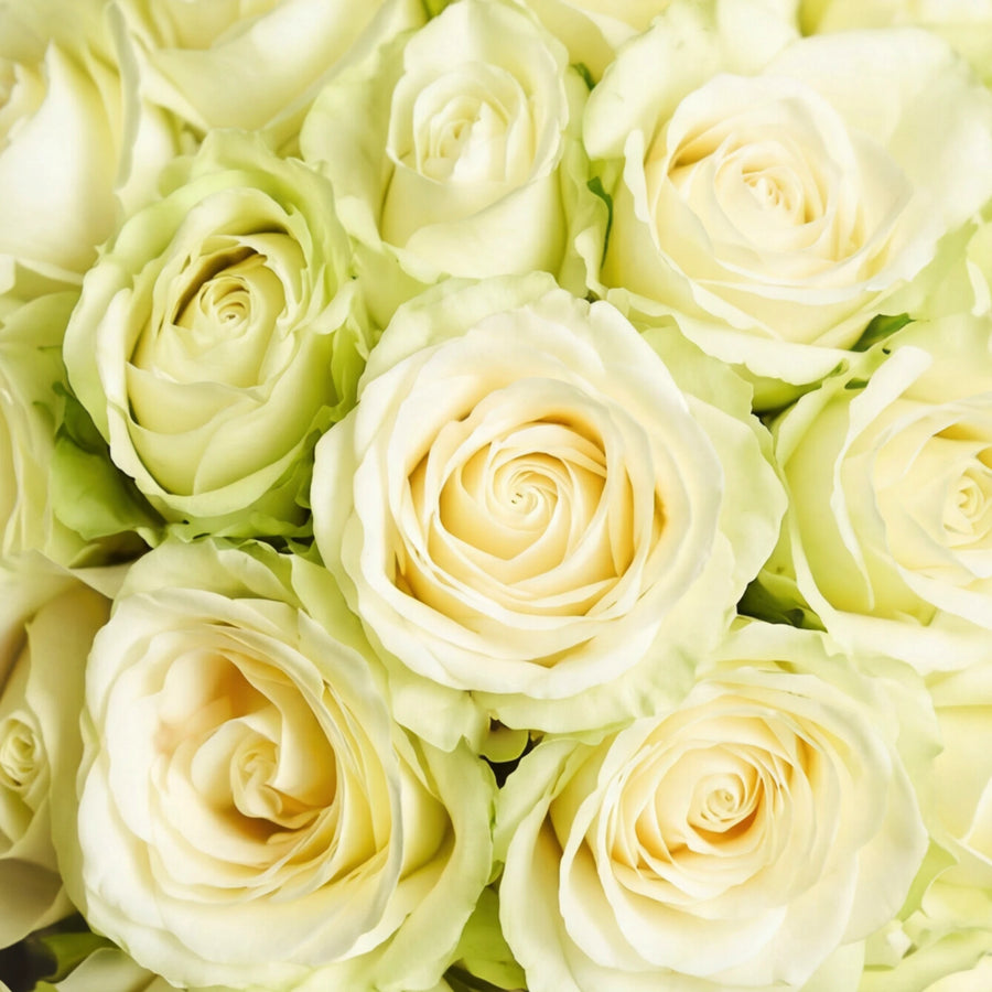 Close-up of creamy white roses with soft ivory and pale green tones in the Pure Snow bouquet.