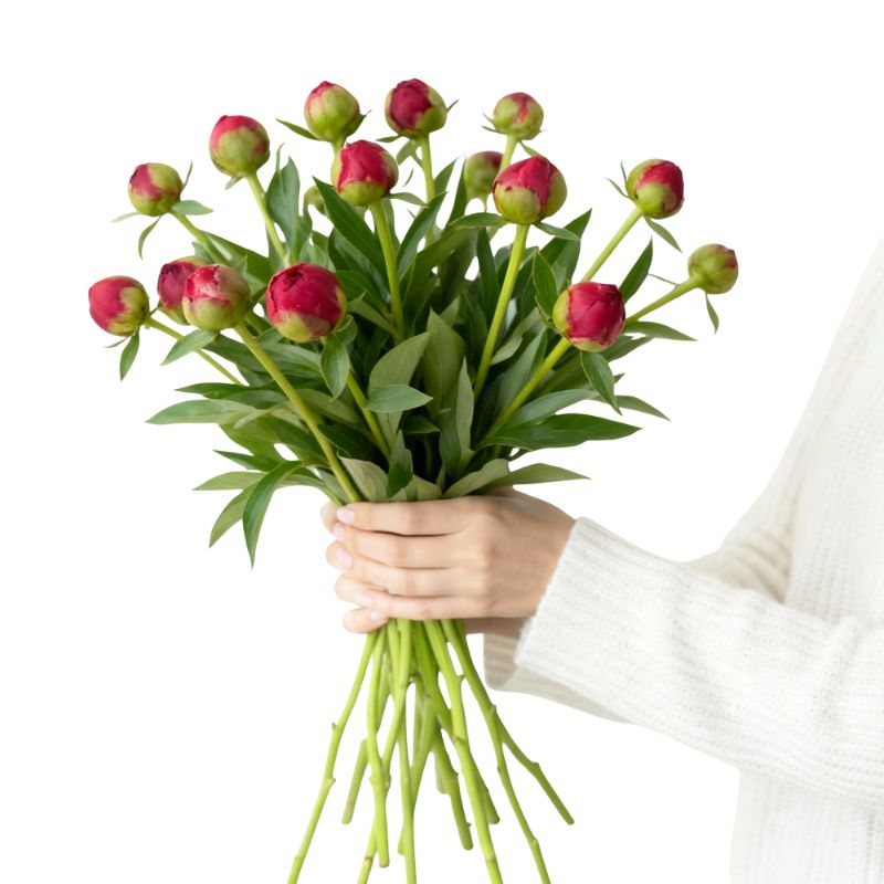 Bouquet of red peony flowers held by a person wearing a white sweater on a white background