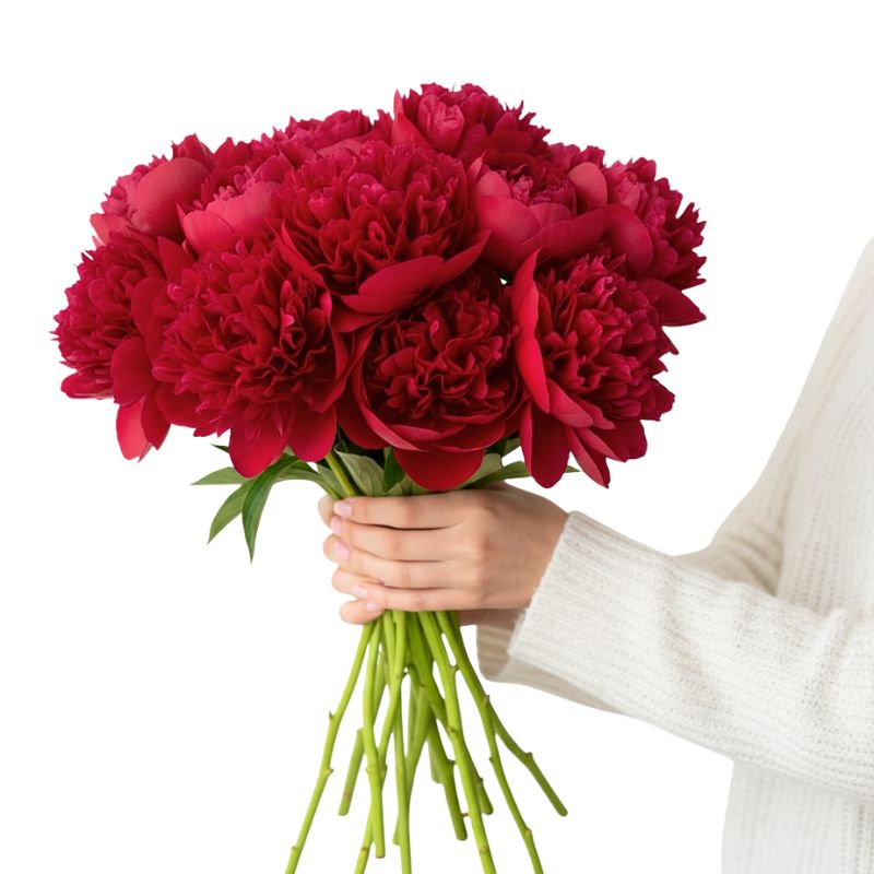 Bouquet of red peonies held by a person wearing a white sweater on a white background