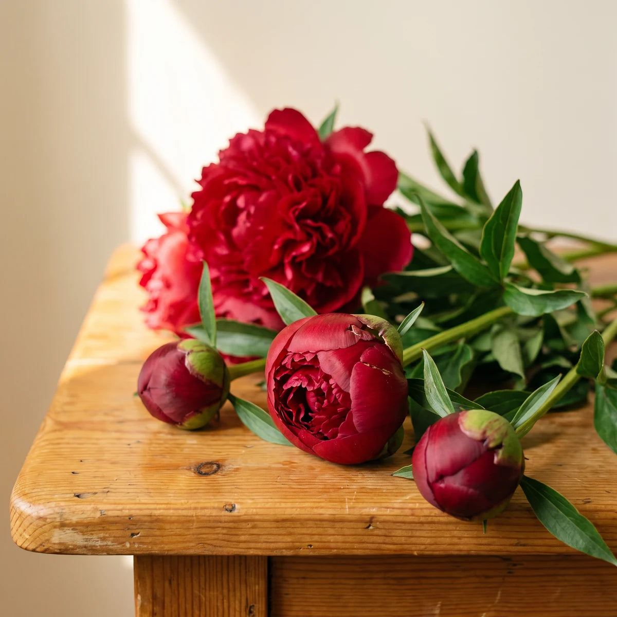 Close-up of red peony buds opening beside a fully bloomed deep red peony