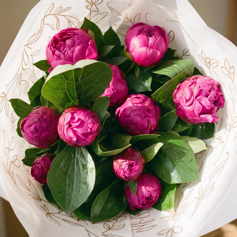 Close-up from above of magenta Red Sarah Bernhardt peony buds and opening ruffled blooms among glossy green leaves, Fabulous Flowers South Africa