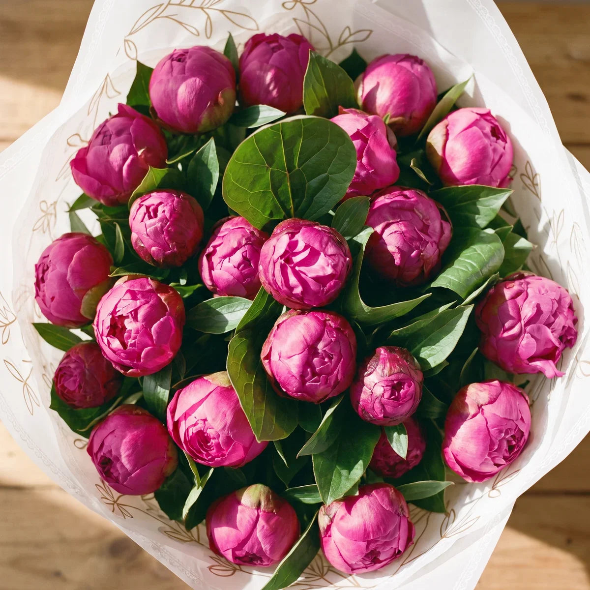 Close-up from above of twenty magenta Red Sarah Bernhardt peonies, round buds and opening ruffled blooms among glossy green leaves, Fabulous Flowers South Africa