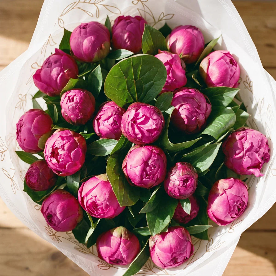 Close-up from above of twenty magenta Red Sarah Bernhardt peonies, round buds and opening ruffled blooms among glossy green leaves, Fabulous Flowers South Africa