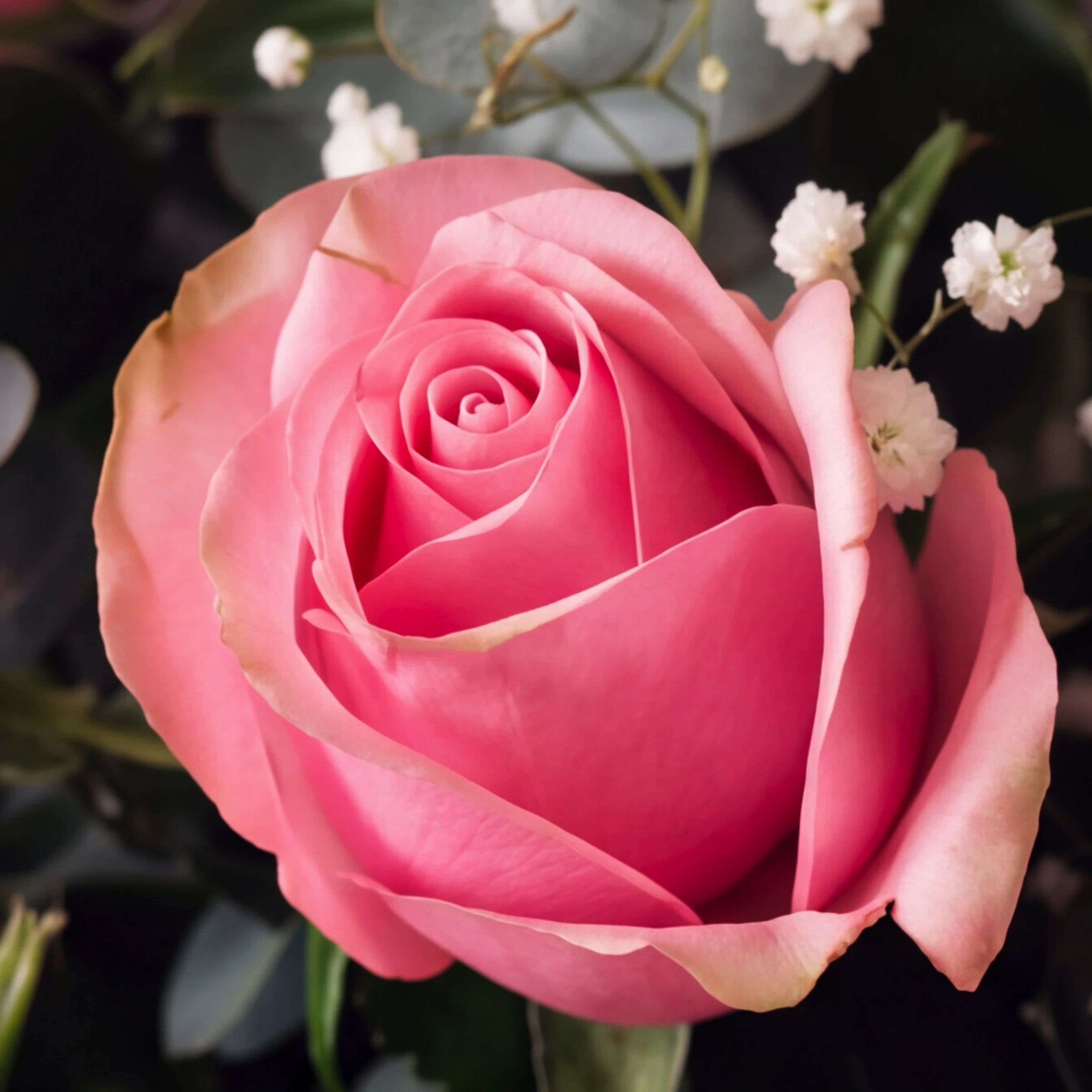 A close-up of a single pink rose with layered petals, surrounded by small white flowers and dark green leaves.