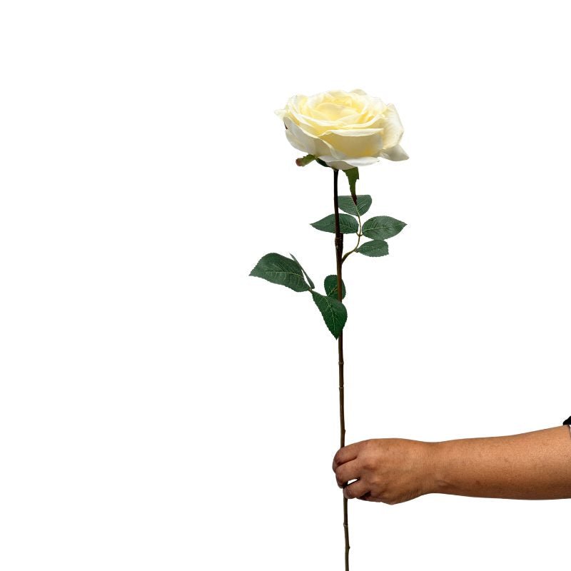White rose held by a hand on a white background