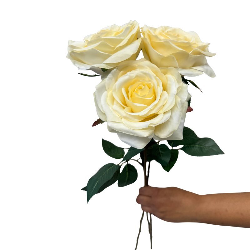 Bouquet of white roses held by a hand on a white background