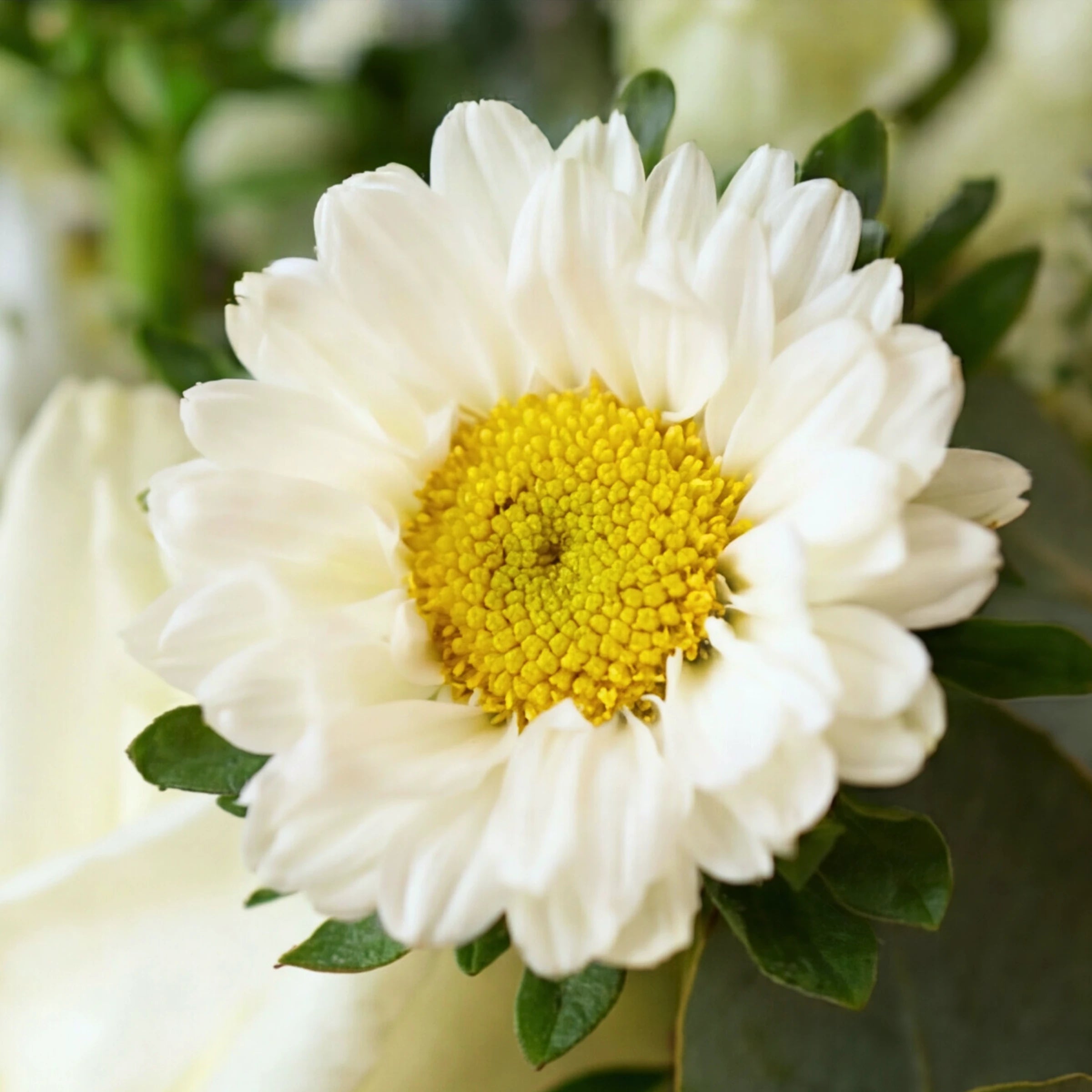 Close-up of a single white daisy chrysanthemum with a yellow centre and green foliage.