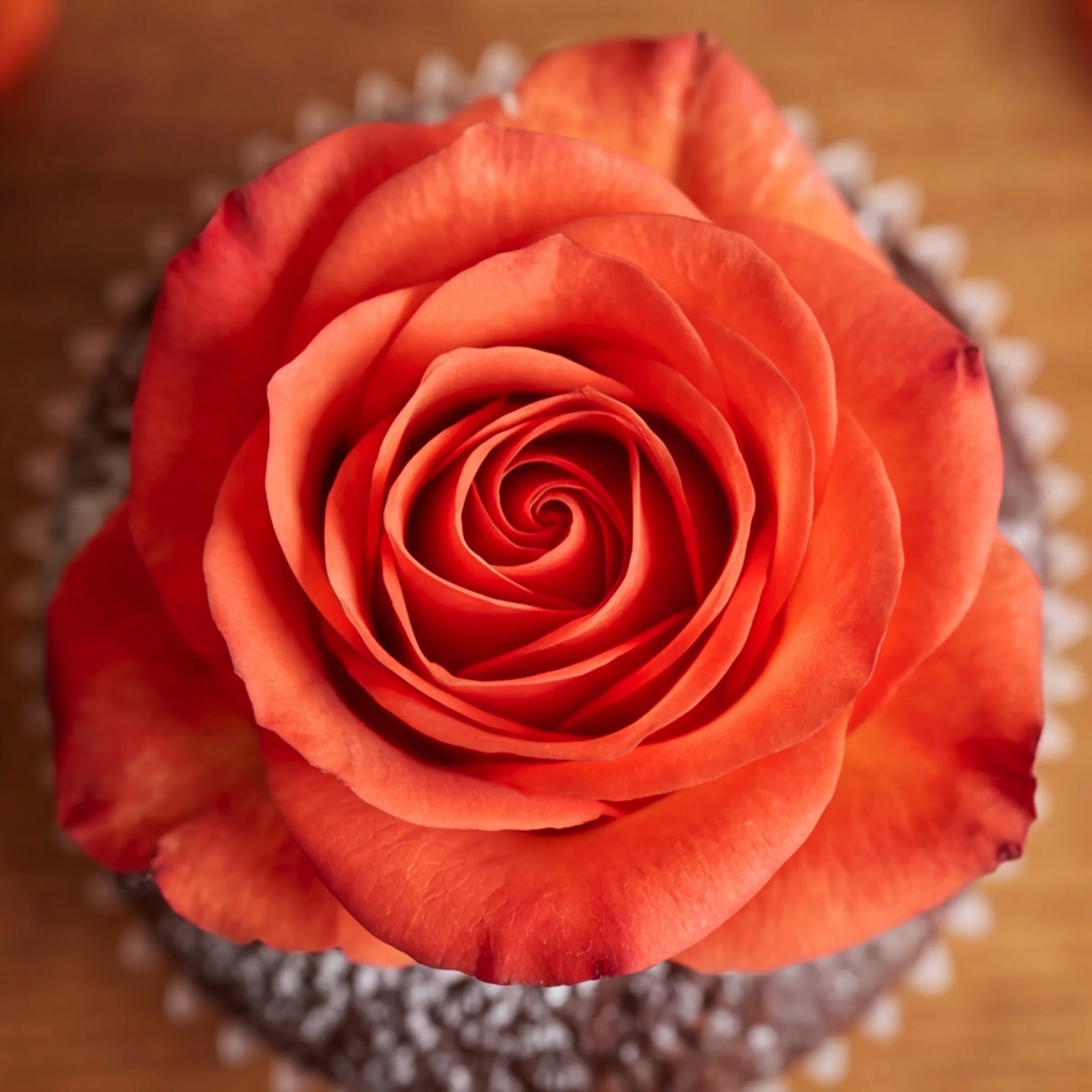 Overhead macro of a perfectly bloomed orange rose sitting on an icing-sugar-dusted chocolate cupcake, hand-finished by the Fabulous Flowers Claremont studio bakery