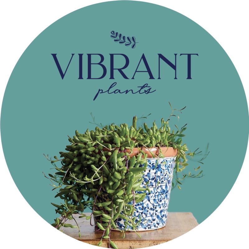 Vibrant indoor pot plants in locally created ceramic containers and planted with unique growing plants