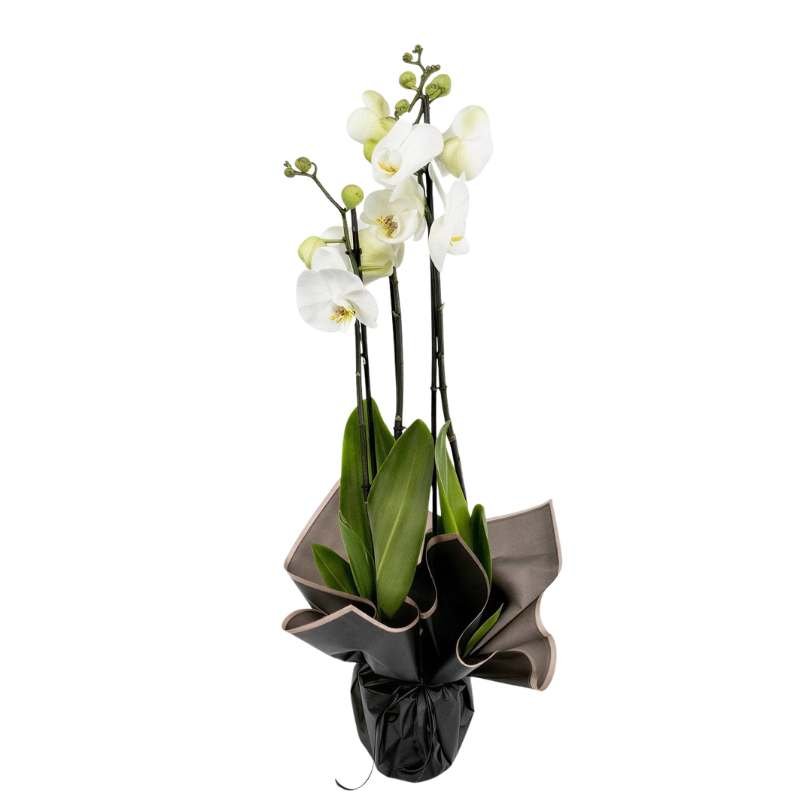 White Phalaenopsis orchid plant with 3 flowering spikes, gift-wrapped in charcoal-grey and black paper with blush-pink trim, same-day Cape Town orchid delivery | Fabulous Flowers
