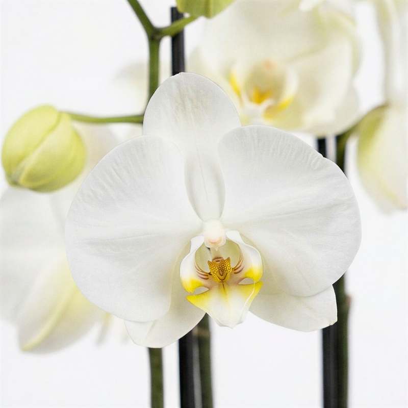 Close-up of white Phalaenopsis orchid bloom with soft yellow centre and golden column, limited edition Amsterdam import | Fabulous Flowers