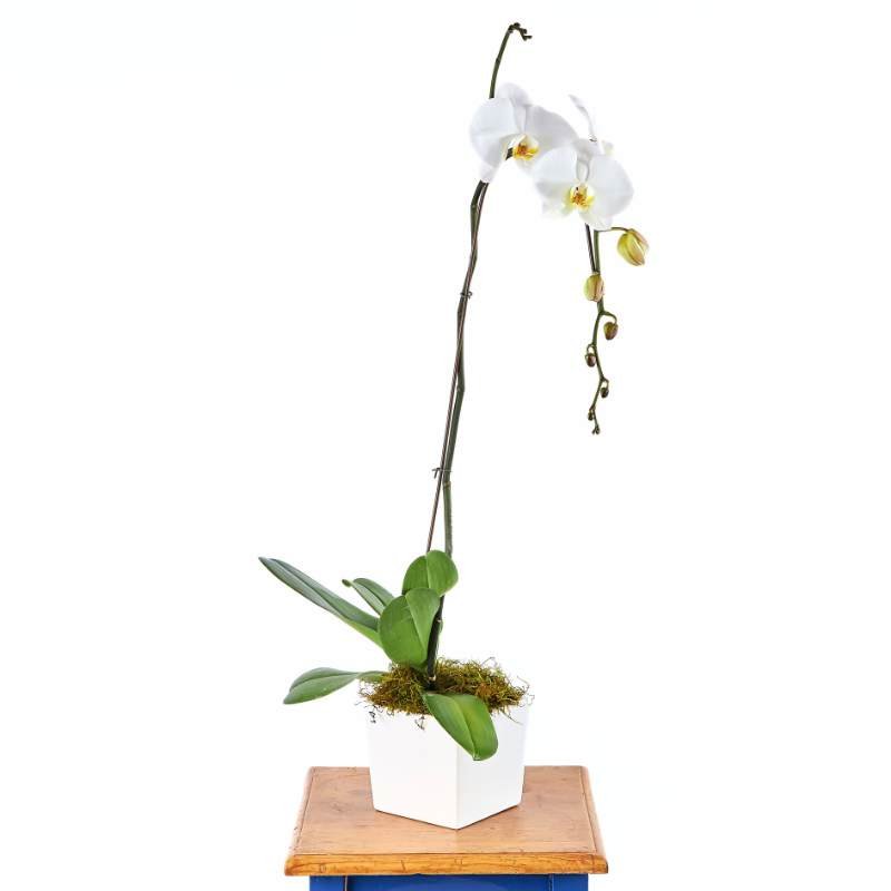 White orchid in a pot on a wooden stand with a white background