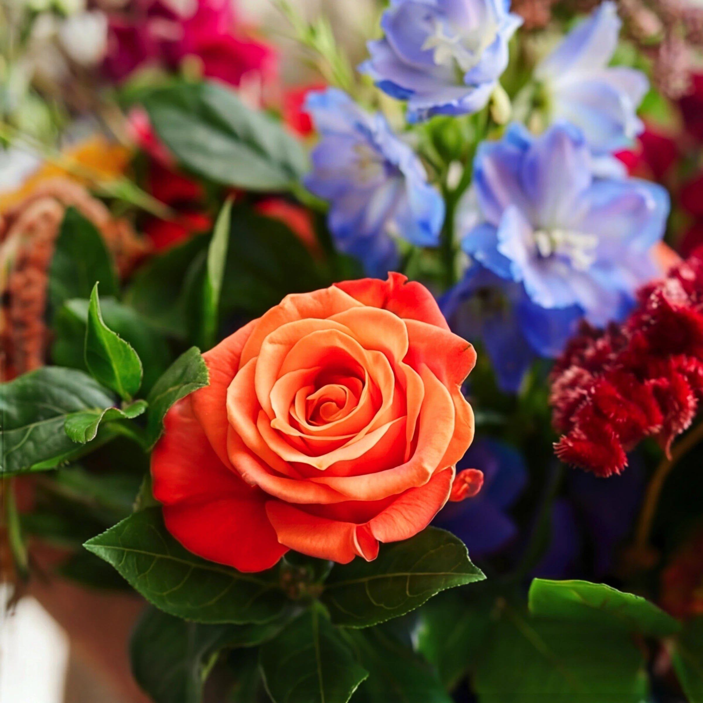 A close-up of a vibrant orange-red rose in full bloom, surrounded by green leaves and a soft-focus background of blue and red flowers.